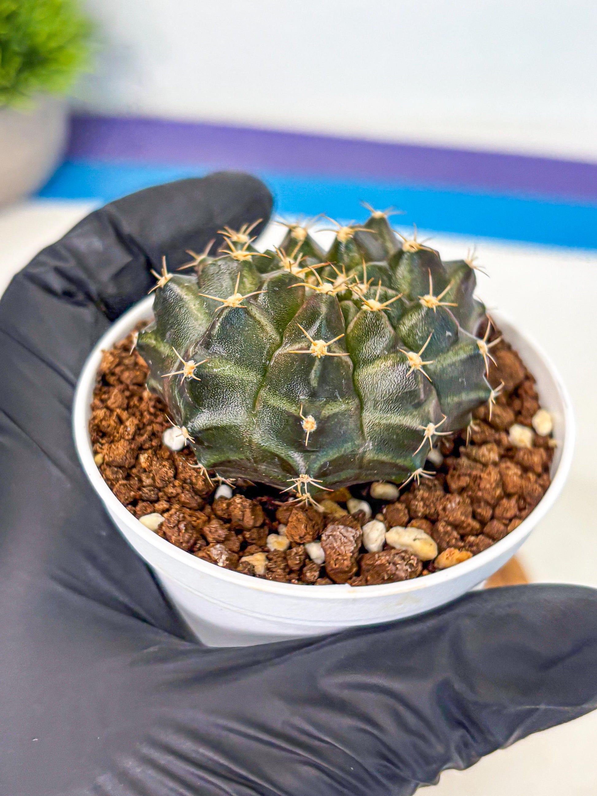 Gymnocalycium Neon (gy14) (p1) | Variegated cactus