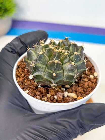 Gymnocalycium Neon (gy14) (p1) | Variegated cactus