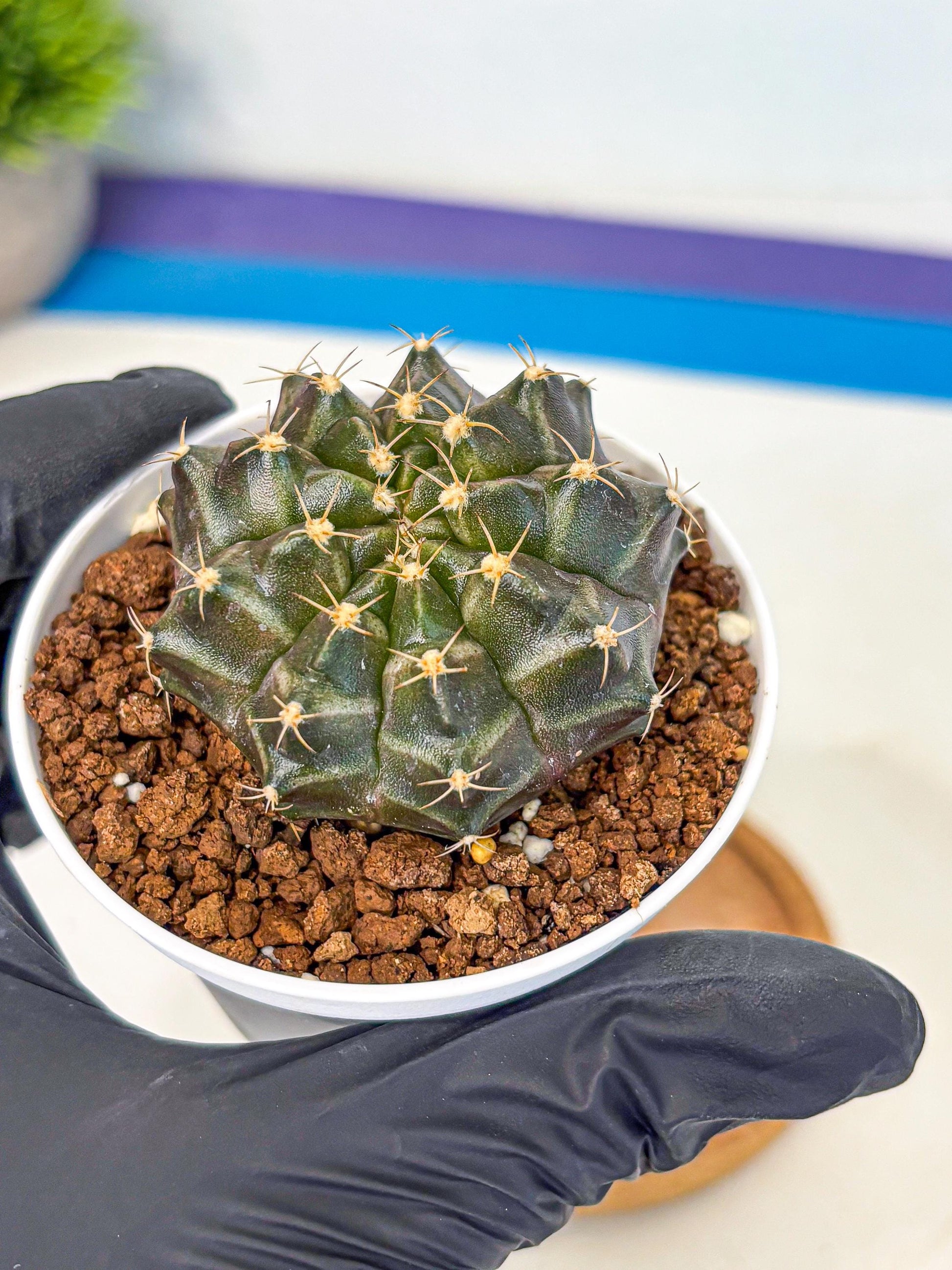 Gymnocalycium Neon (gy14) (p1) | Variegated cactus
