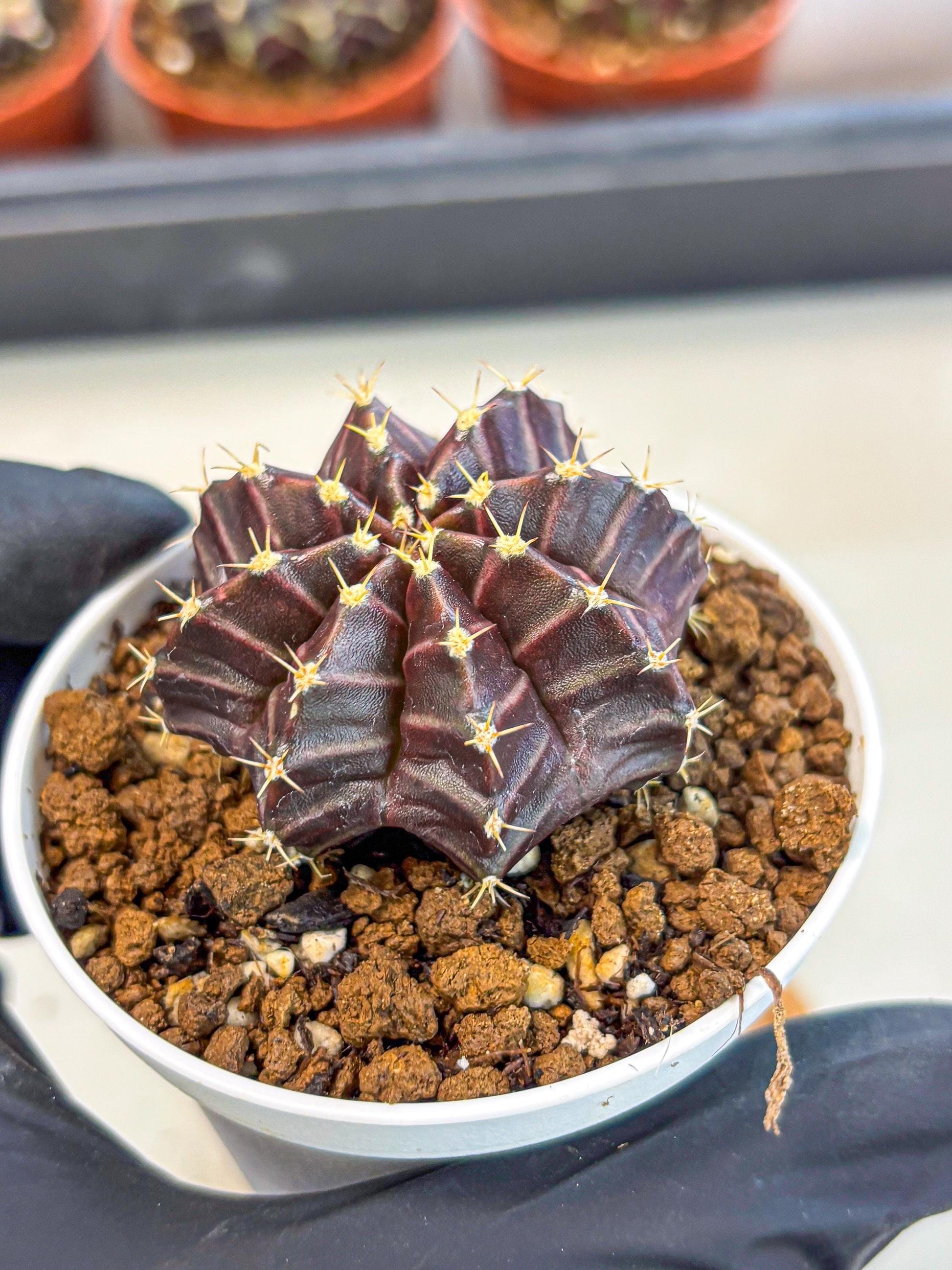 Gymnocalycium Neon (gy14) (p2) | Variegated cactus