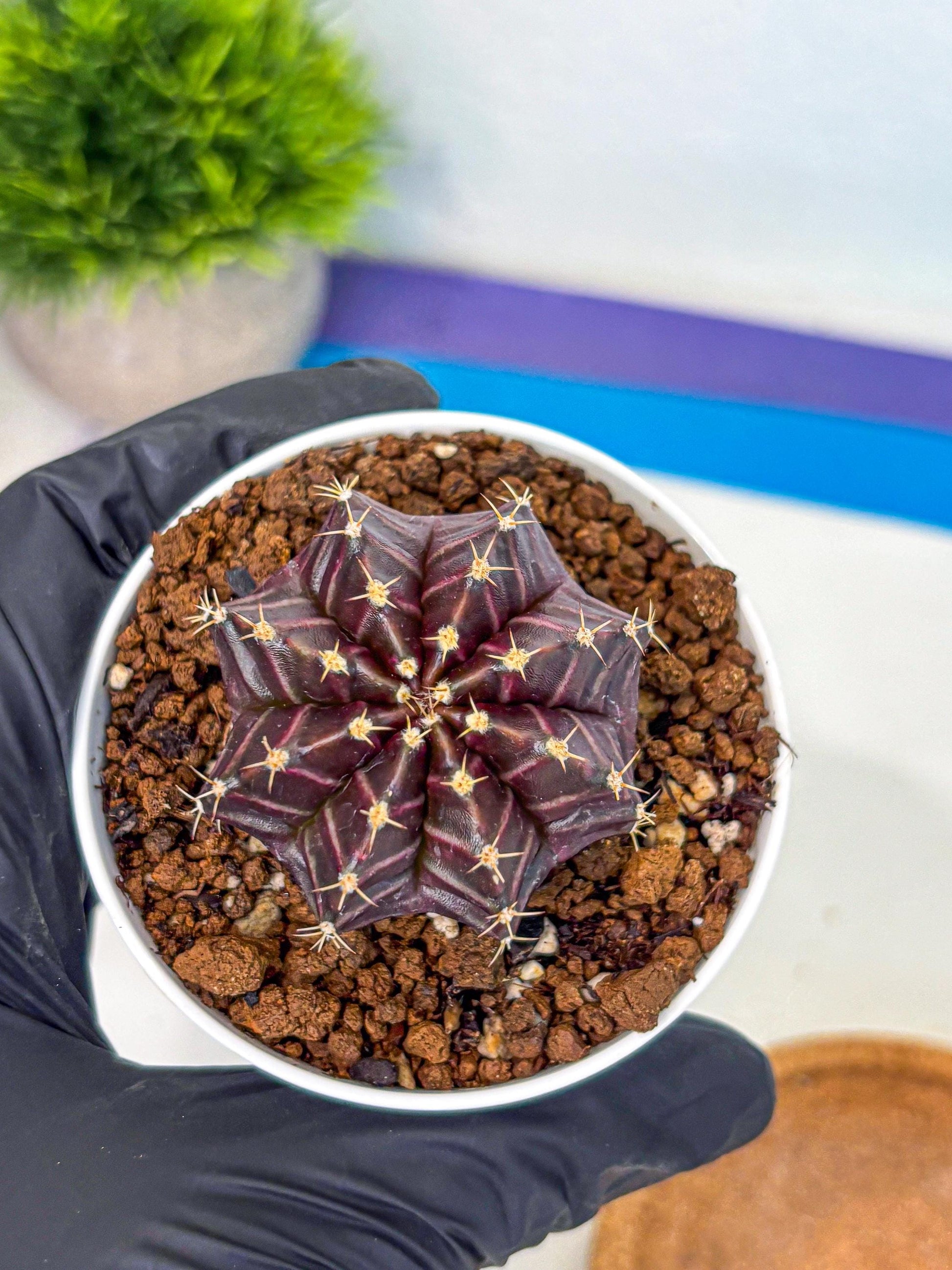 Gymnocalycium Neon (gy14) (p2) | Variegated cactus
