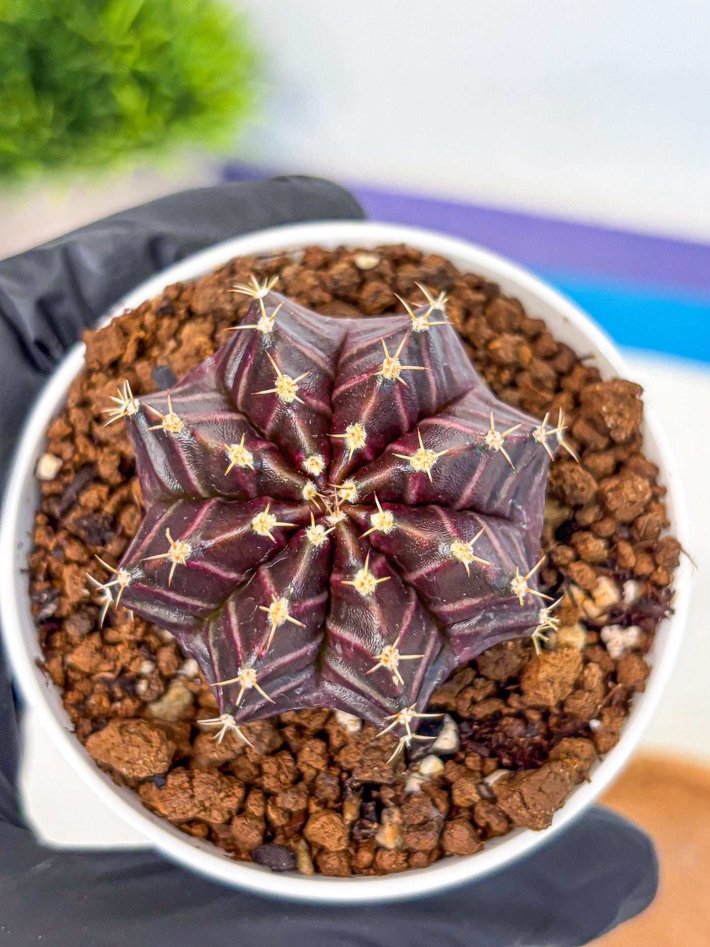 Gymnocalycium Neon (gy14) (p2) | Variegated cactus
