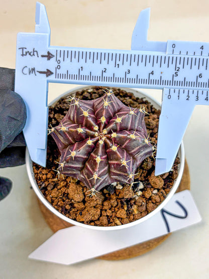 Gymnocalycium Neon (gy14) (p2) | Variegated cactus