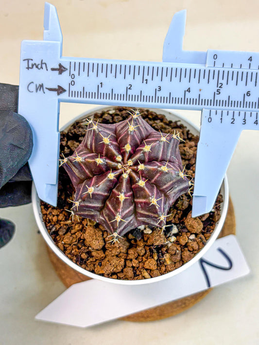 Gymnocalycium Neon (gy14) (p2) | Variegated cactus