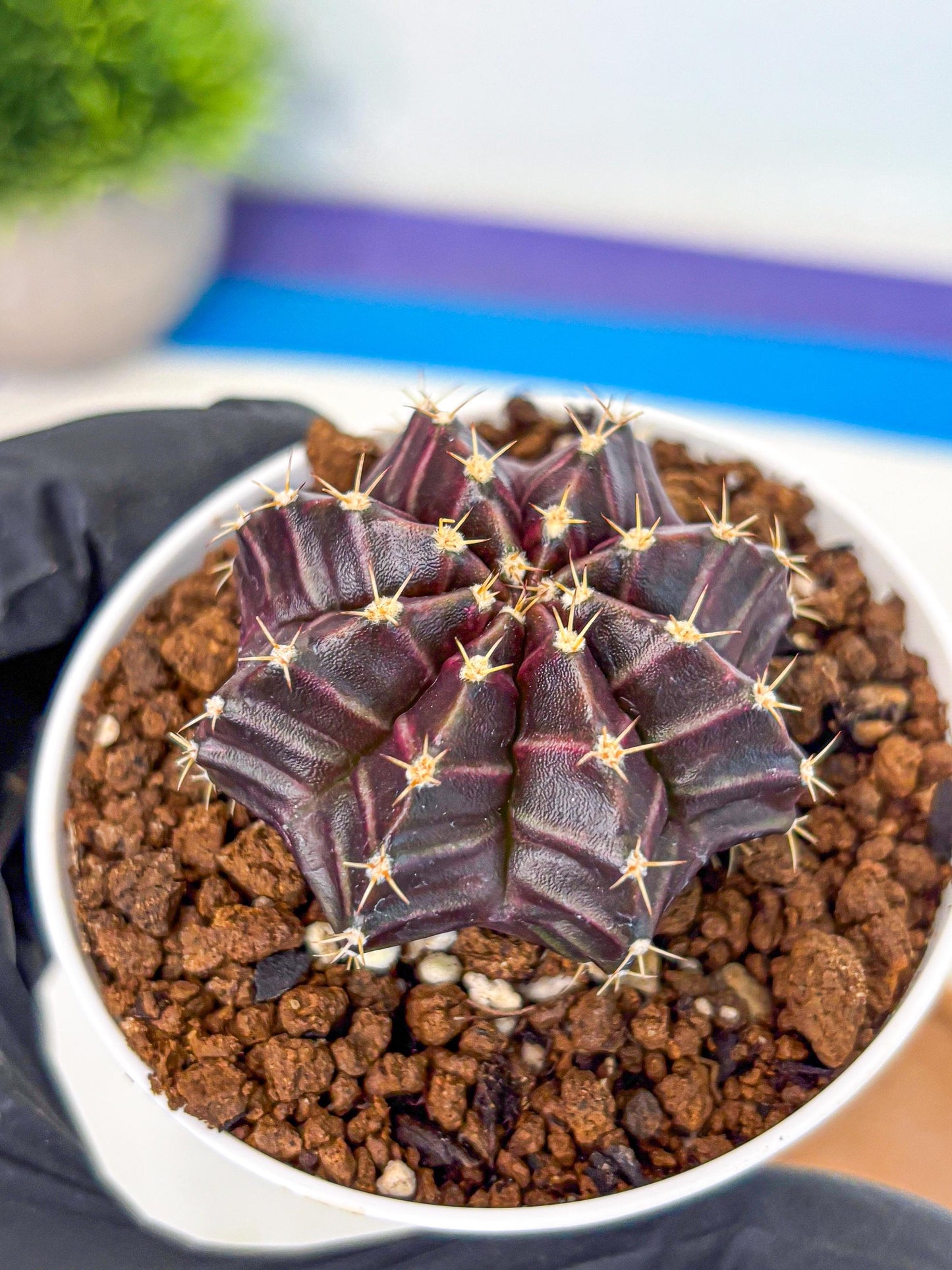 Gymnocalycium Neon (gy14) (p2) | Variegated cactus