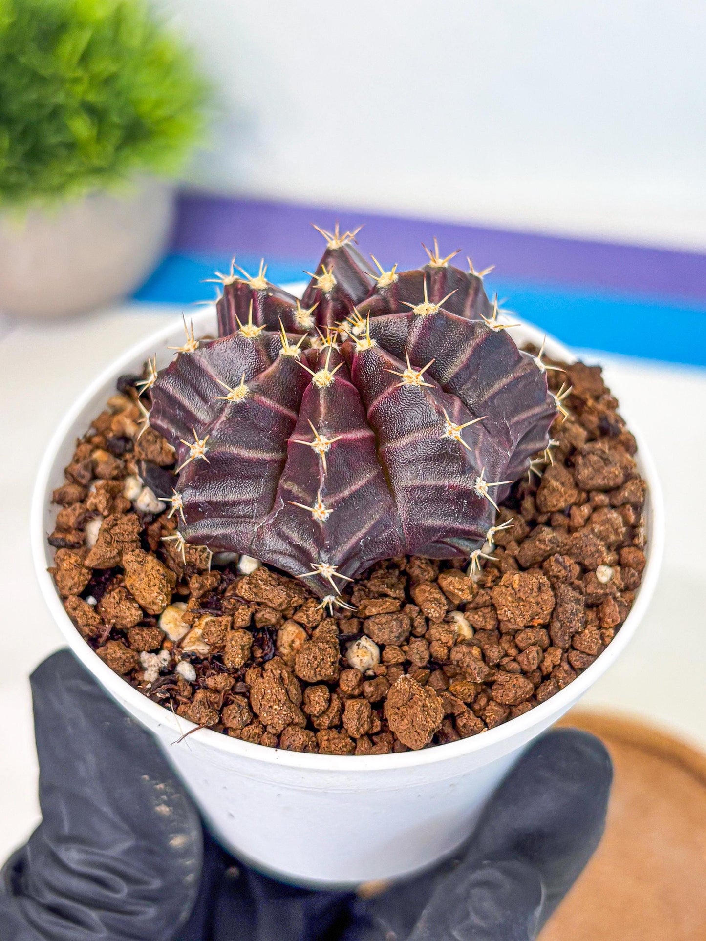 Gymnocalycium Neon (gy14) (p2) | Variegated cactus