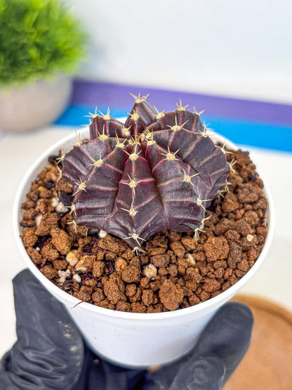 Gymnocalycium Neon (gy14) (p2) | Variegated cactus