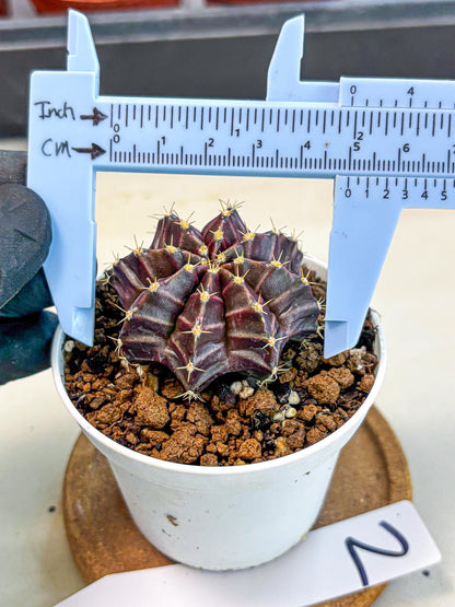 Gymnocalycium Neon (gy14) (p2) | Variegated cactus