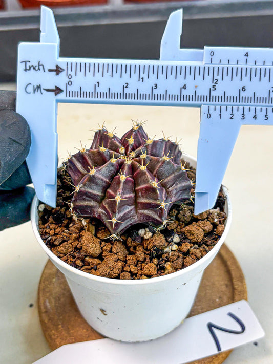 Gymnocalycium Neon (gy14) (p2) | Variegated cactus