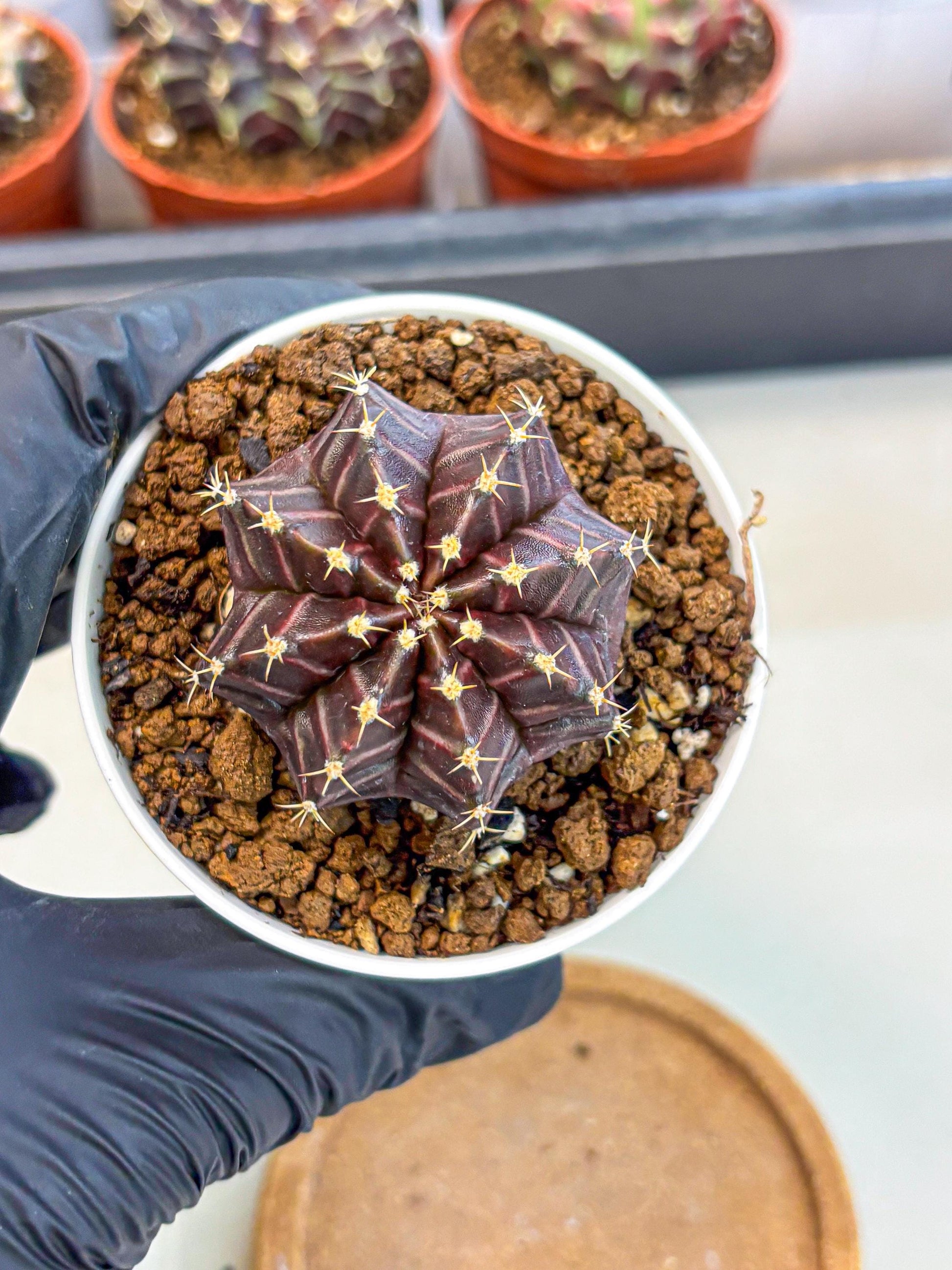 Gymnocalycium Neon (gy14) (p2) | Variegated cactus