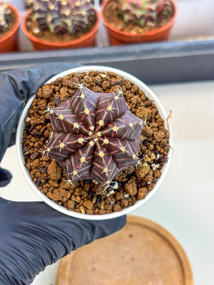 Gymnocalycium Neon (gy14) (p2) | Variegated cactus