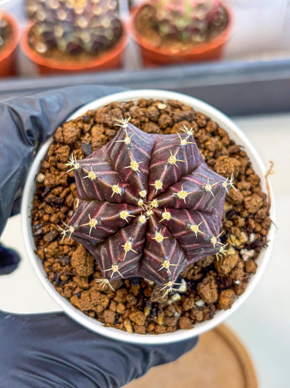 Gymnocalycium Neon (gy14) (p2) | Variegated cactus