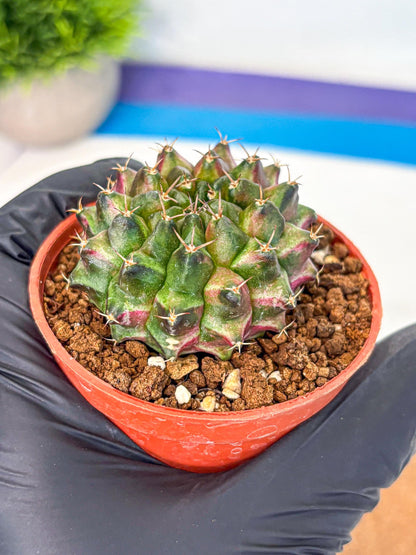 Gymnocalycium Neon (gy14) (p3) | Variegated cactus