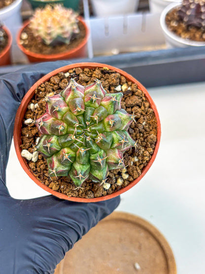 Gymnocalycium Neon (gy14) (p3) | Variegated cactus