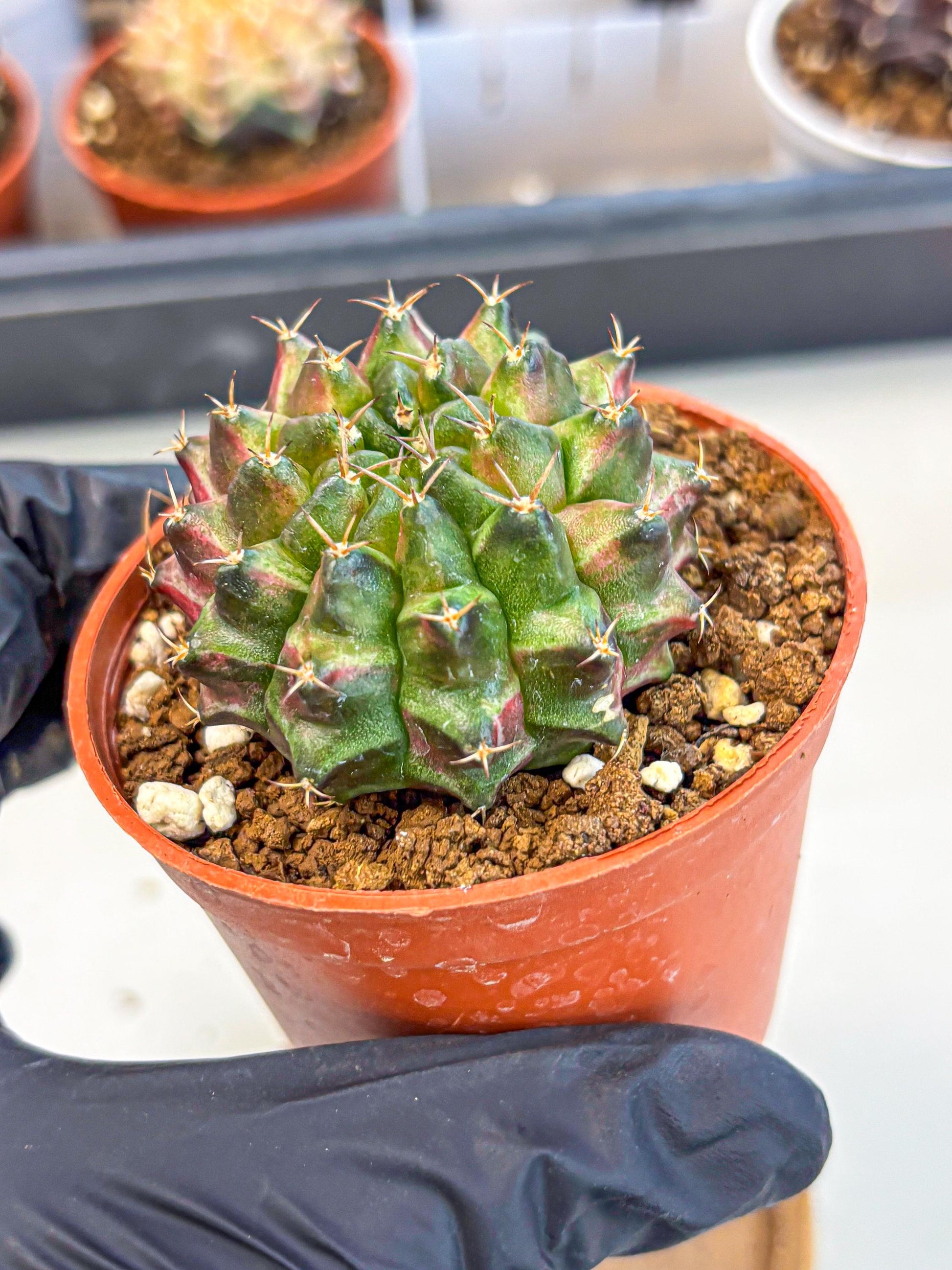 Gymnocalycium Neon (gy14) (p3) | Variegated cactus