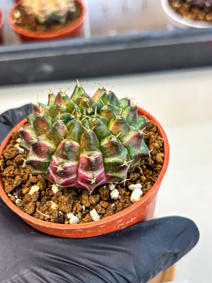 Gymnocalycium Neon (gy14) (p3) | Variegated cactus