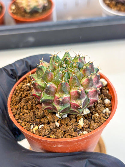 Gymnocalycium Neon (gy14) (p3) | Variegated cactus
