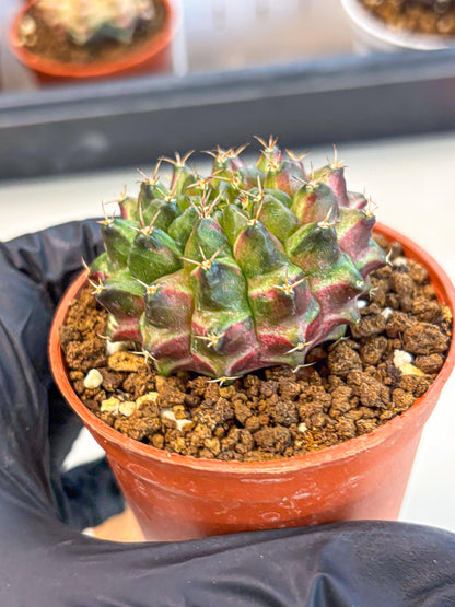 Gymnocalycium Neon (gy14) (p3) | Variegated cactus
