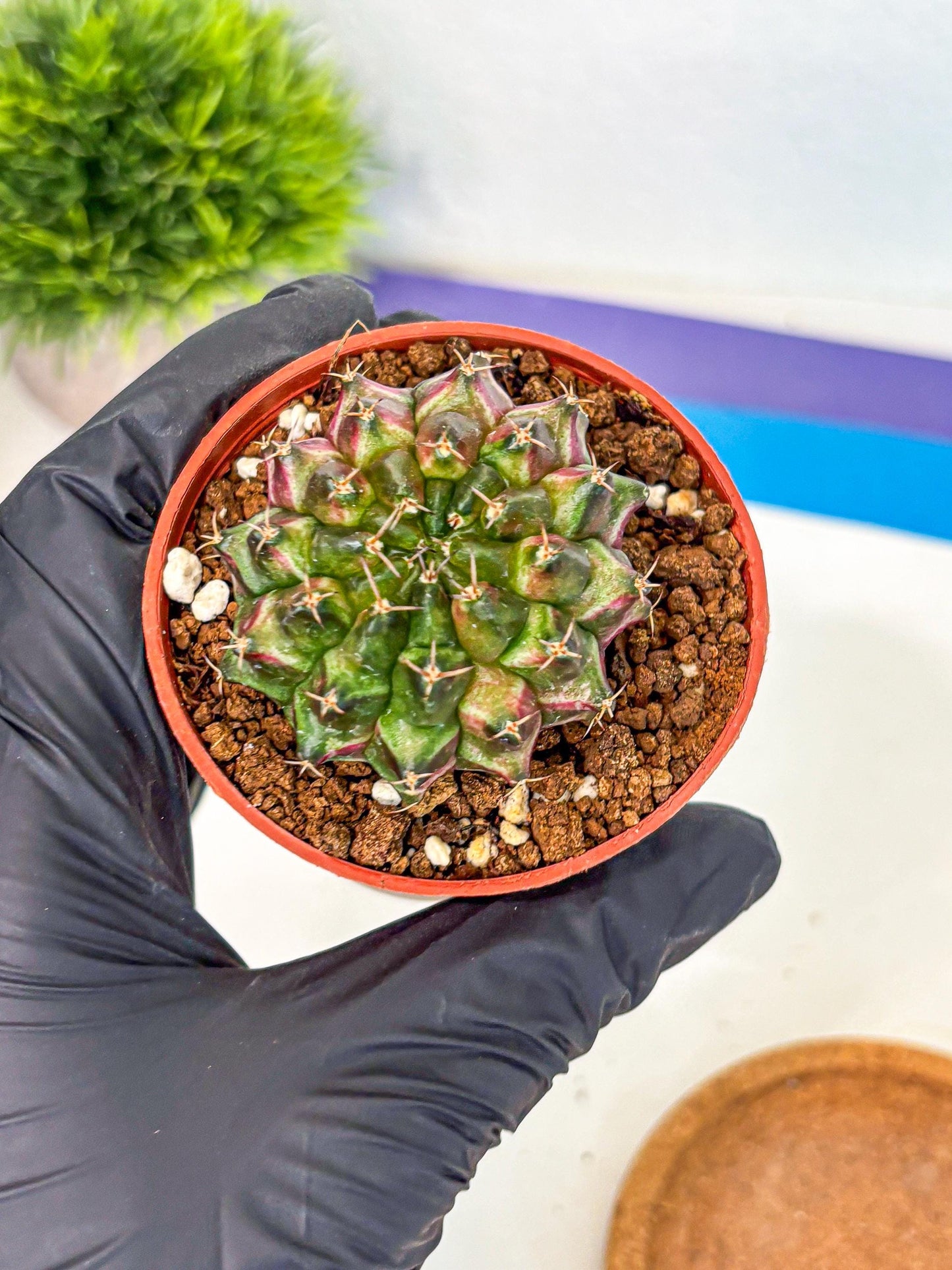Gymnocalycium Neon (gy14) (p3) | Variegated cactus
