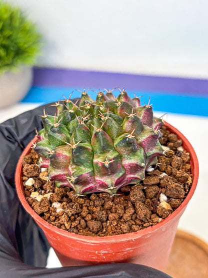 Gymnocalycium Neon (gy14) (p3) | Variegated cactus