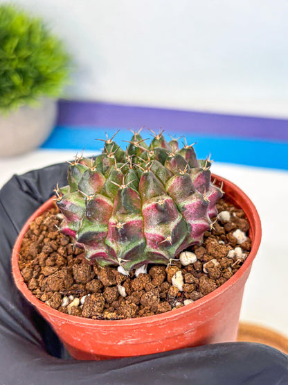 Gymnocalycium Neon (gy14) (p3) | Variegated cactus