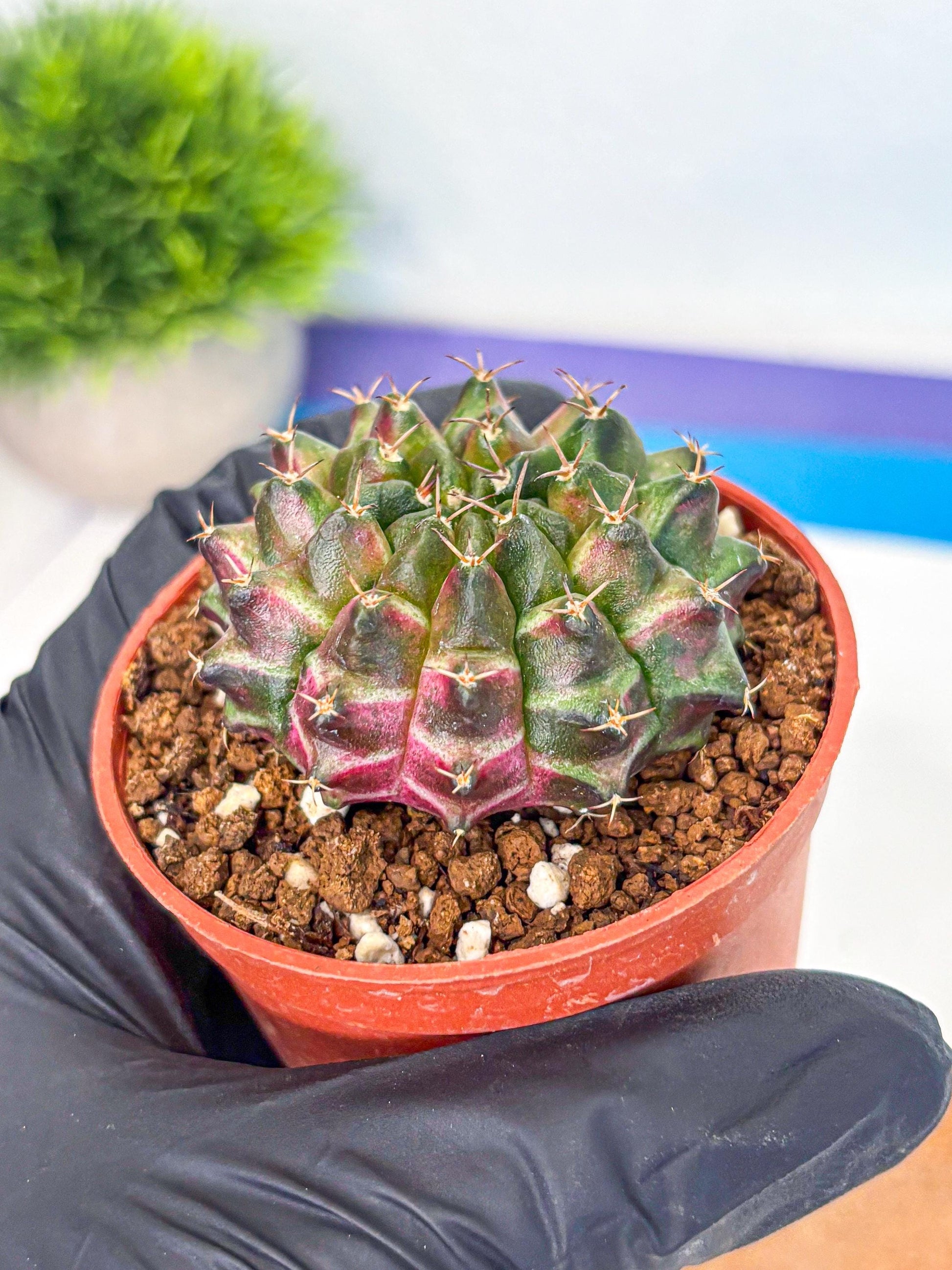 Gymnocalycium Neon (gy14) (p3) | Variegated cactus