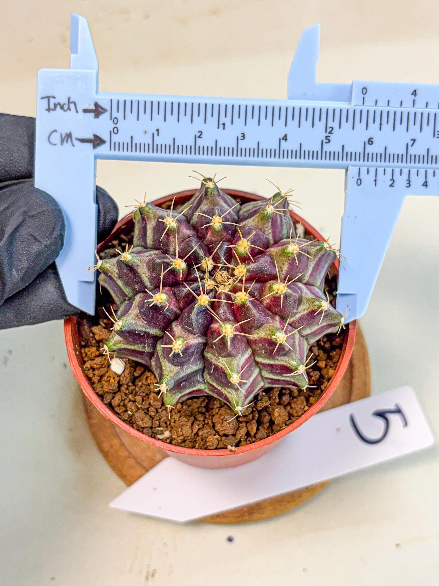 Gymnocalycium Neon (gy14) (p5) | Variegated cactus