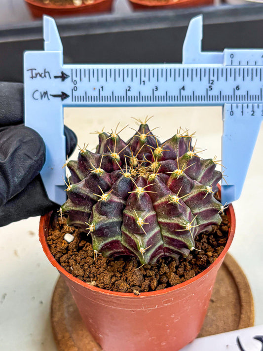 Gymnocalycium Neon (gy14) (p5) | Variegated cactus