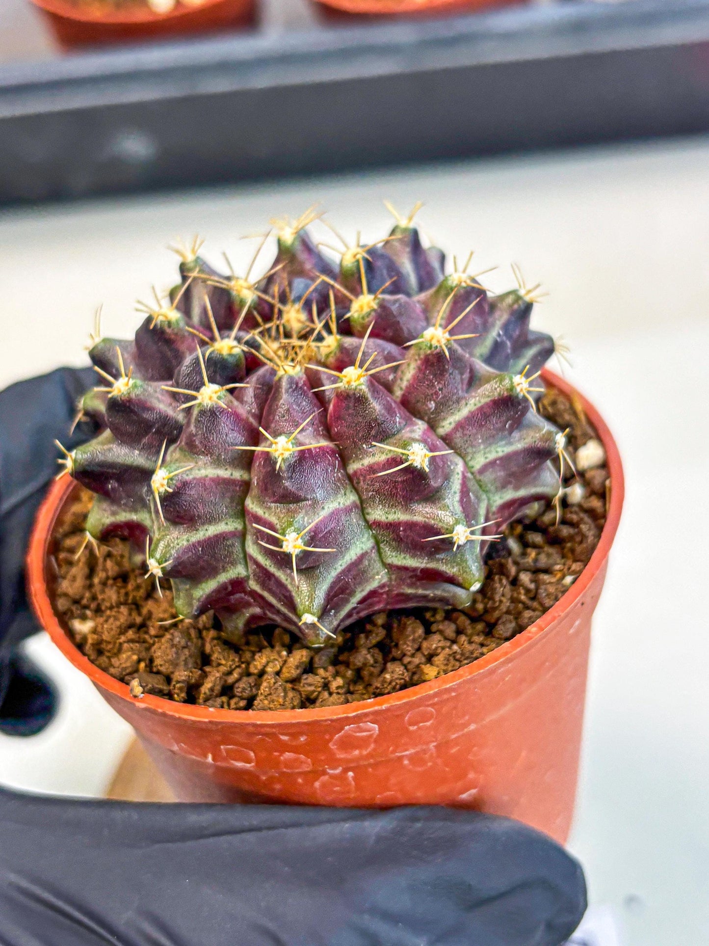 Gymnocalycium Neon (gy14) (p5) | Variegated cactus