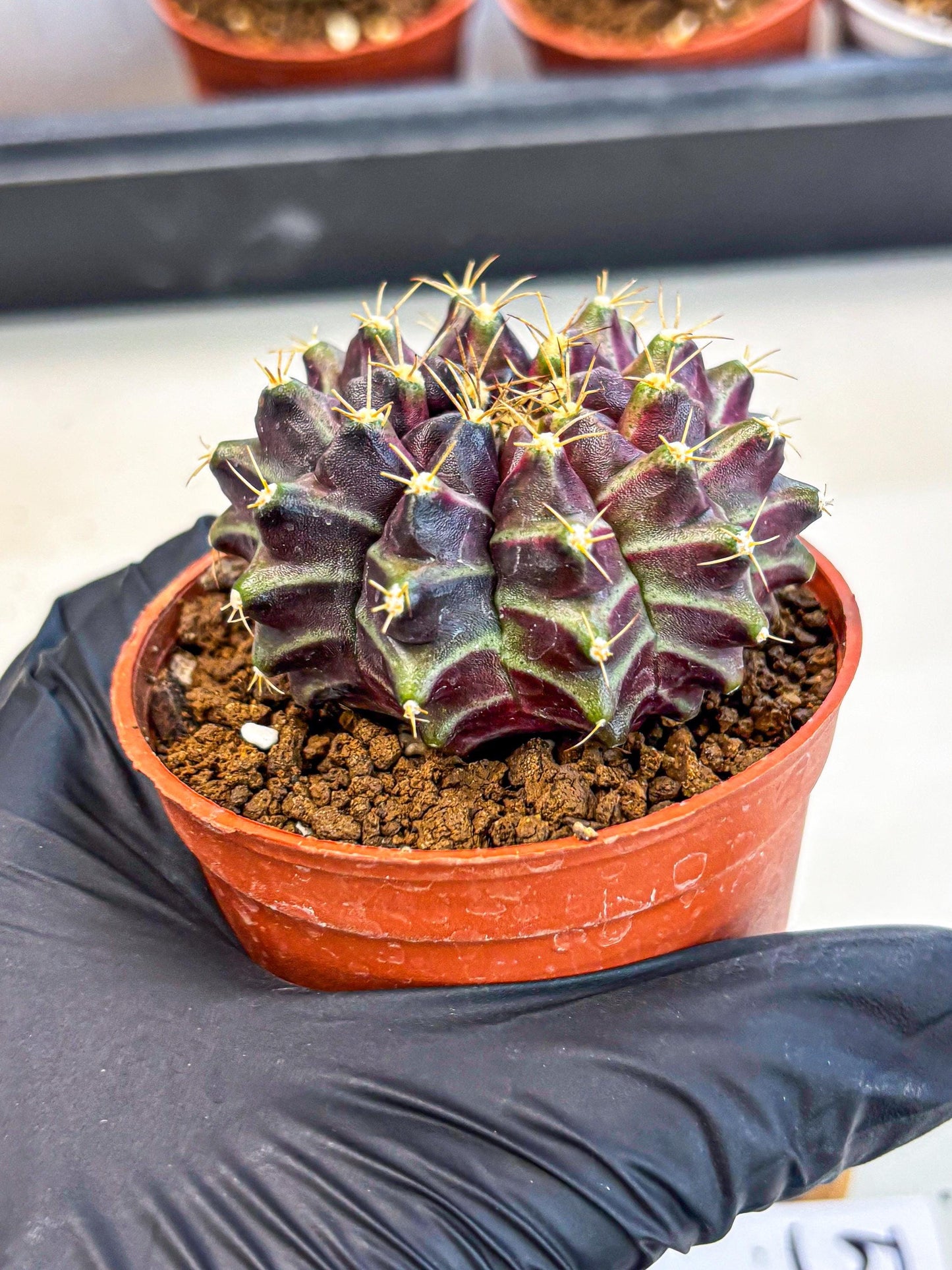 Gymnocalycium Neon (gy14) (p5) | Variegated cactus