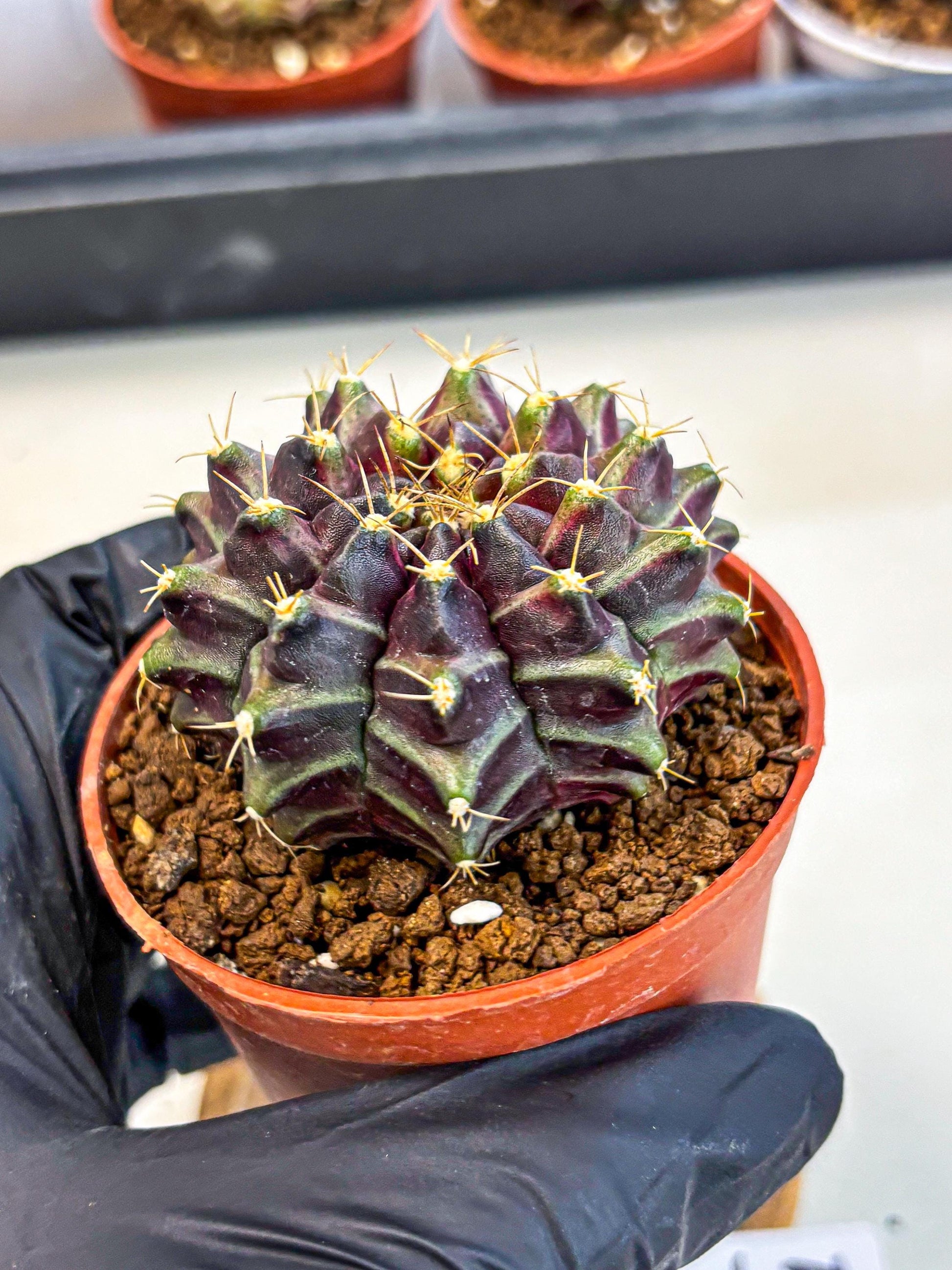 Gymnocalycium Neon (gy14) (p5) | Variegated cactus