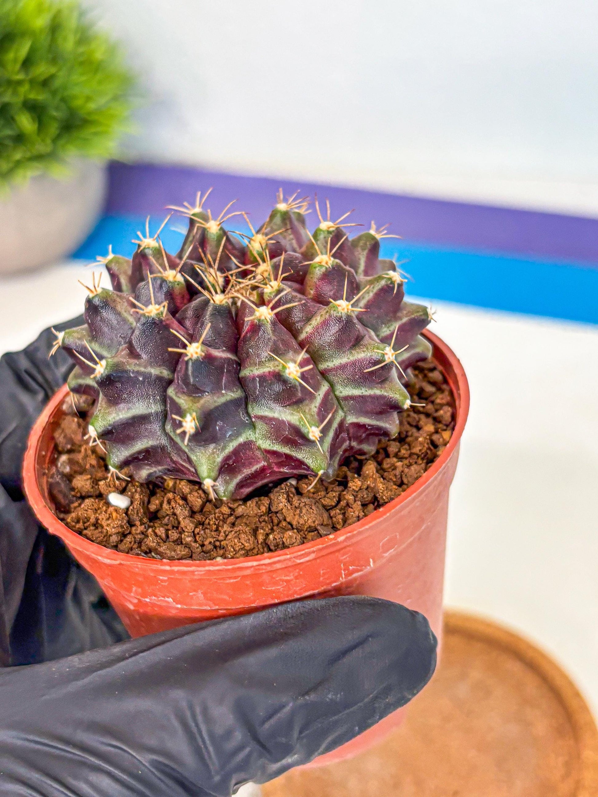 Gymnocalycium Neon (gy14) (p5) | Variegated cactus