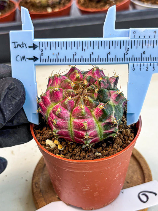 Gymnocalycium Neon (gy14) (p6) | Variegated cactus