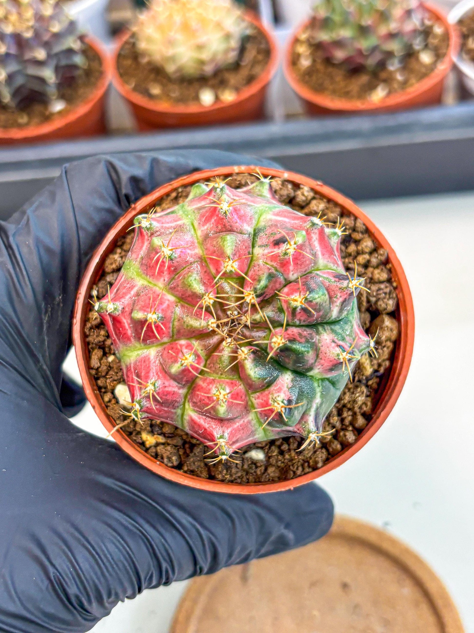 Gymnocalycium Neon (gy14) (p6) | Variegated cactus