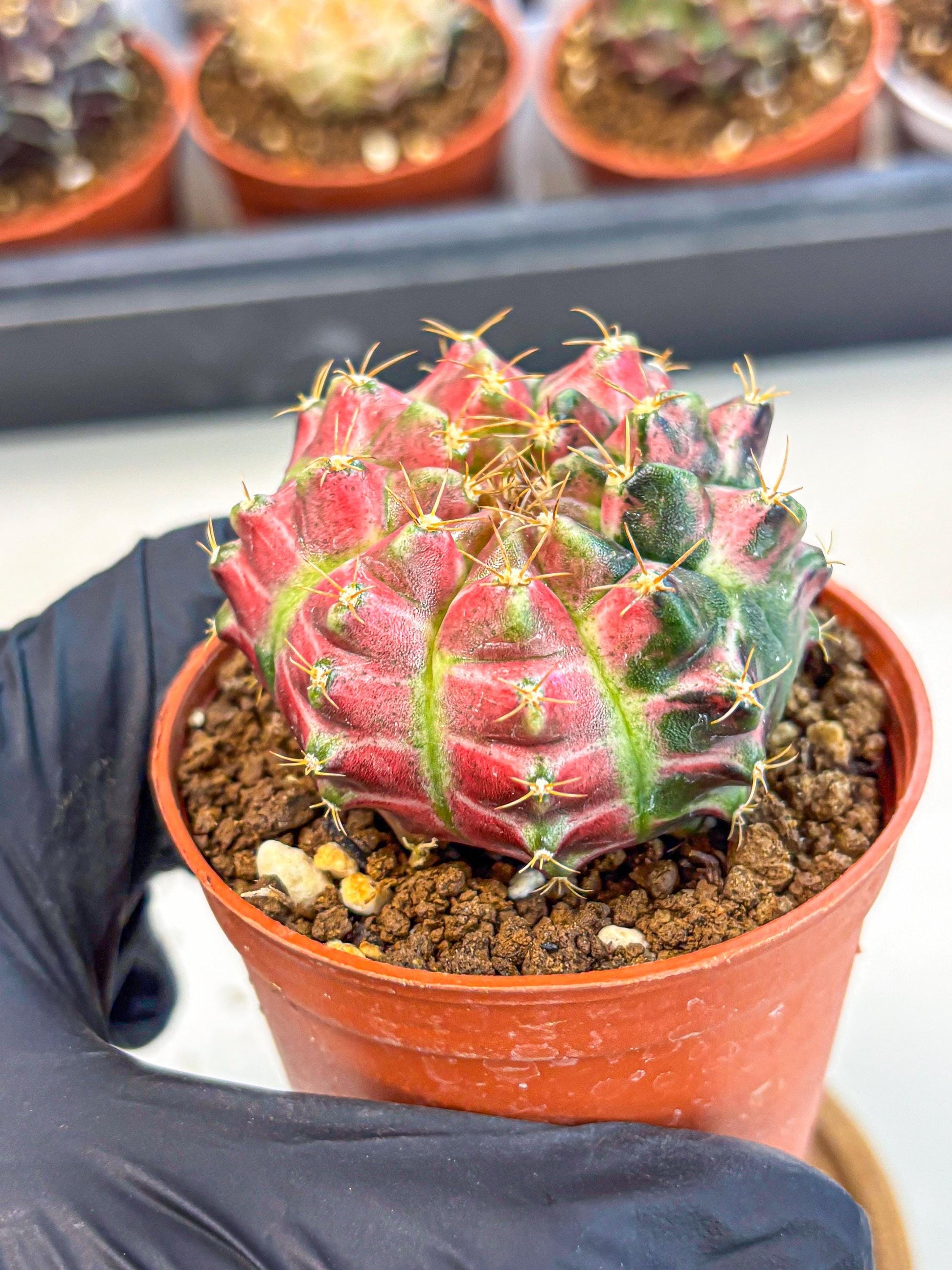 Gymnocalycium Neon (gy14) (p6) | Variegated cactus