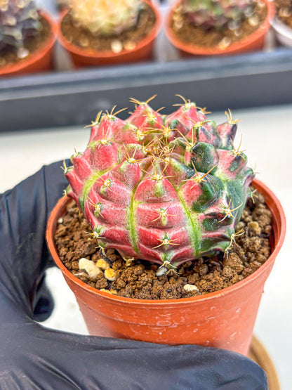 Gymnocalycium Neon (gy14) (p6) | Variegated cactus