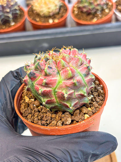 Gymnocalycium Neon (gy14) (p6) | Variegated cactus