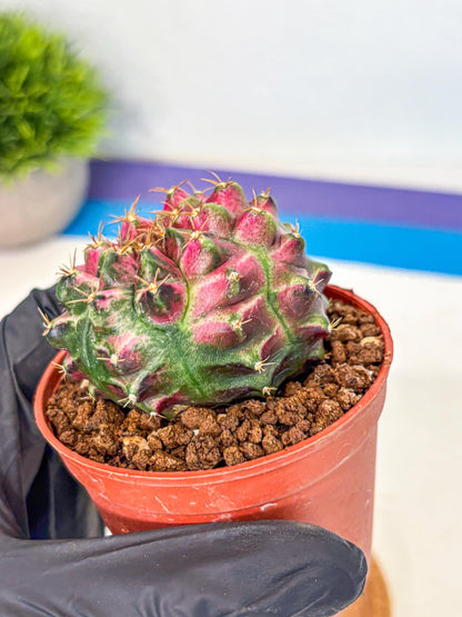Gymnocalycium Neon (gy14) (p6) | Variegated cactus