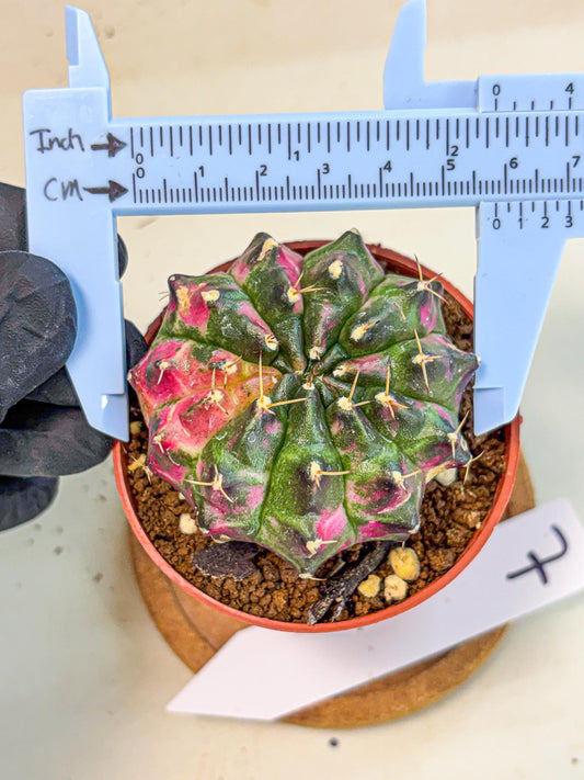 Gymnocalycium Neon (gy14) (p7) | Variegated cactus