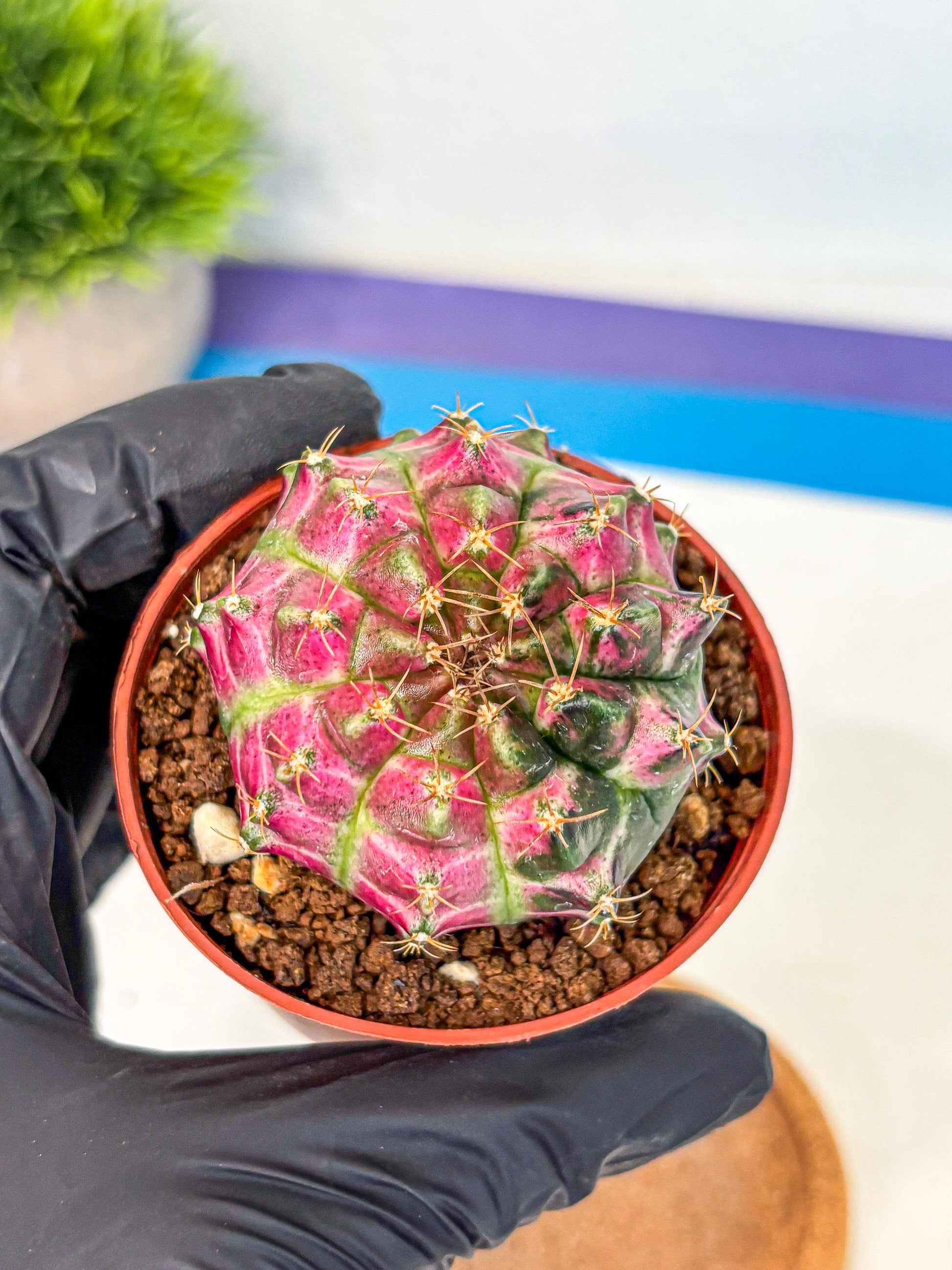 Gymnocalycium Neon (gy14) (p6) | Variegated cactus