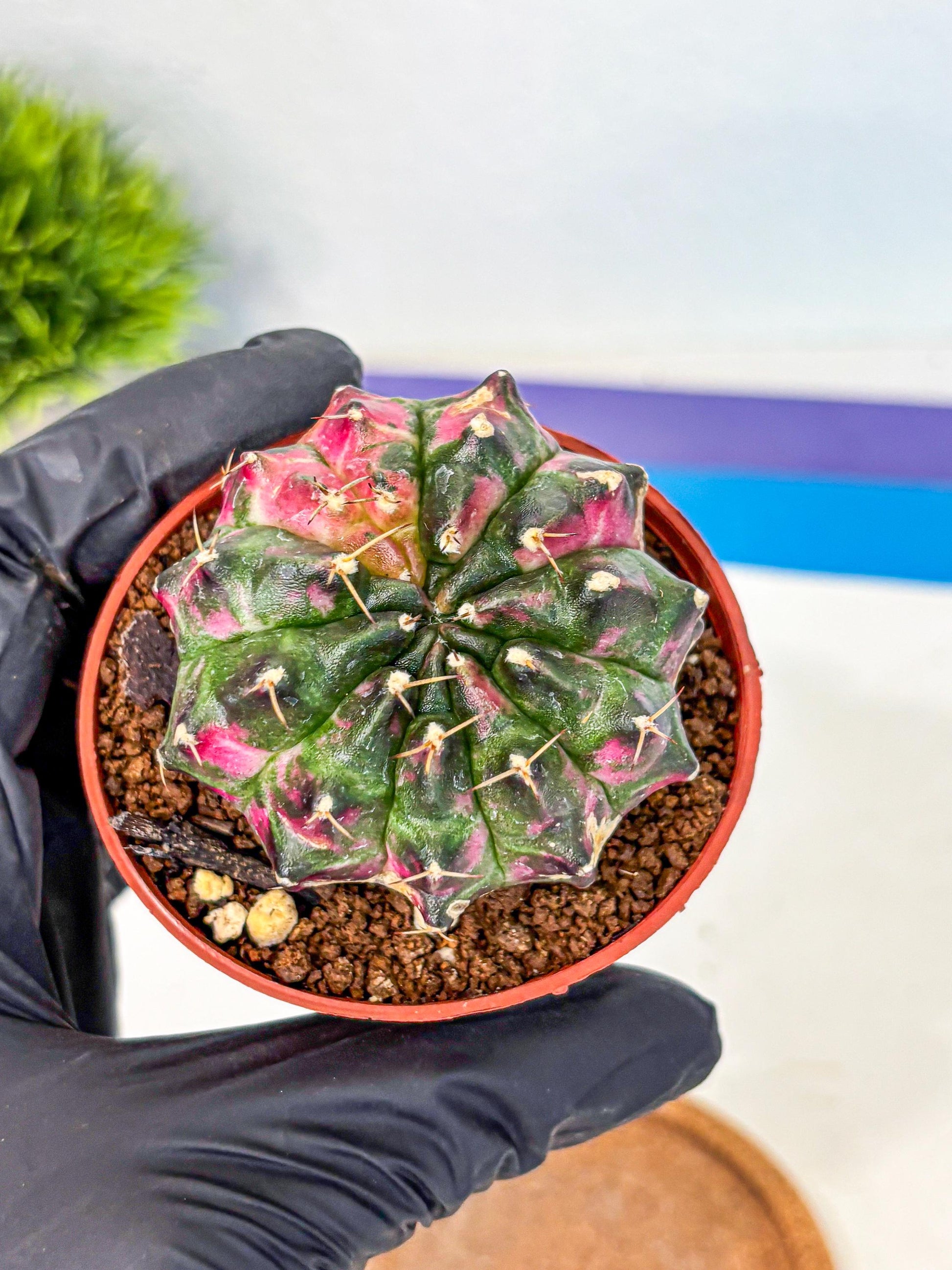Gymnocalycium Neon (gy14) (p7) | Variegated cactus