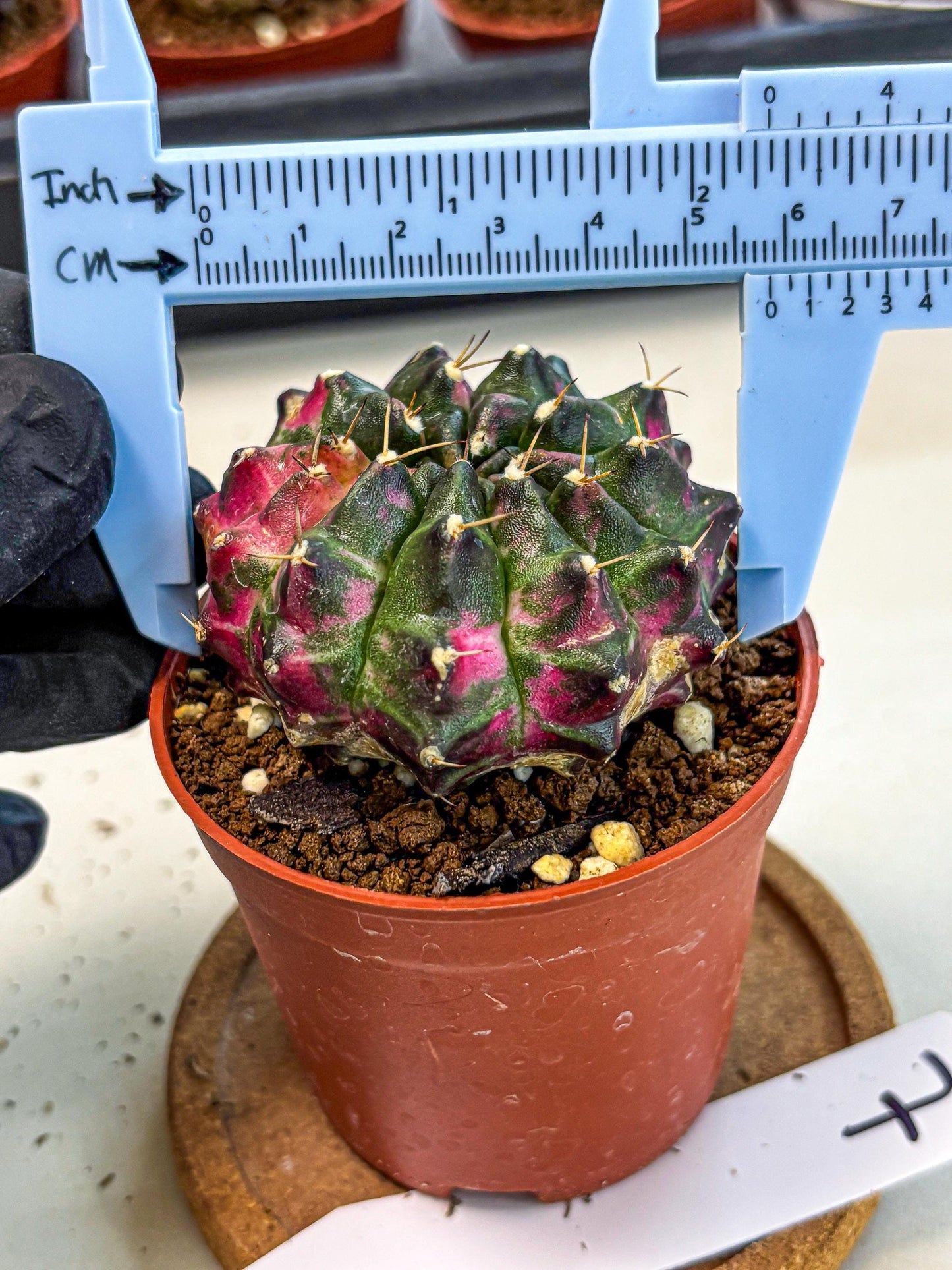 Gymnocalycium Neon (gy14) (p7) | Variegated cactus