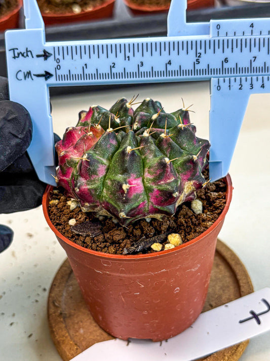 Gymnocalycium Neon (gy14) (p7) | Variegated cactus