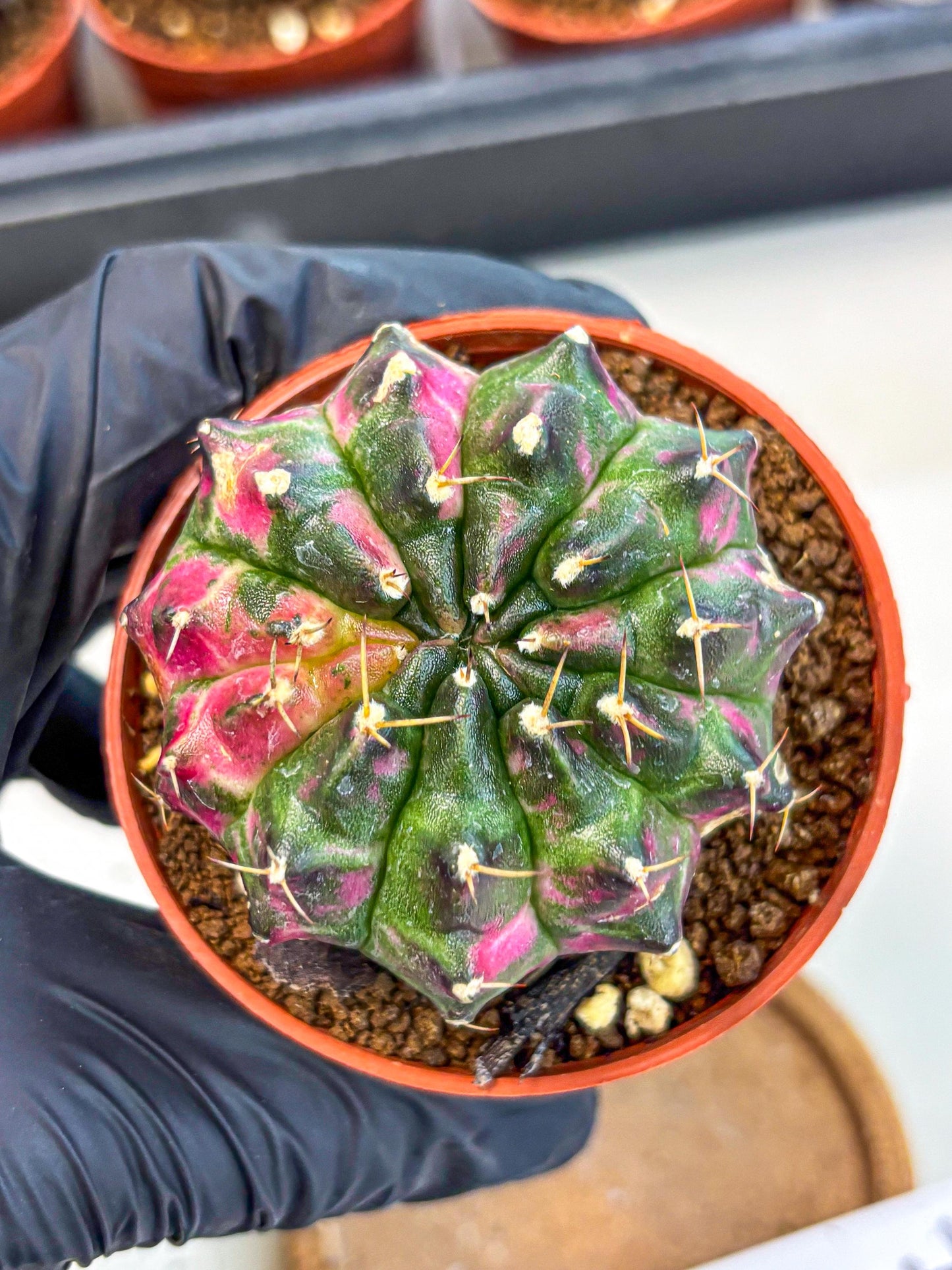 Gymnocalycium Neon (gy14) (p7) | Variegated cactus