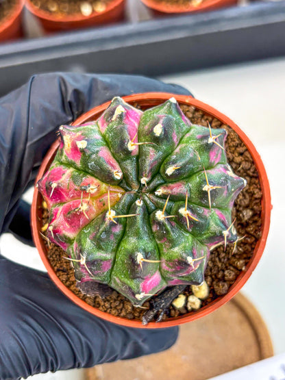 Gymnocalycium Neon (gy14) (p7) | Variegated cactus