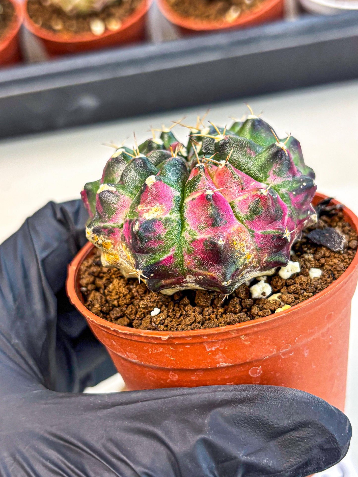 Gymnocalycium Neon (gy14) (p7) | Variegated cactus