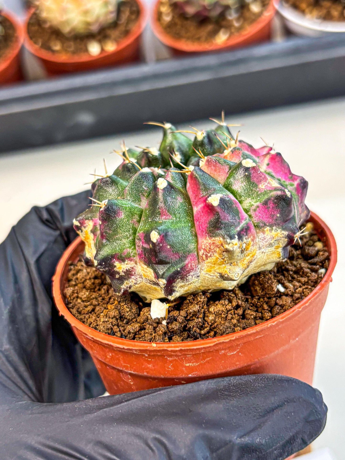 Gymnocalycium Neon (gy14) (p7) | Variegated cactus