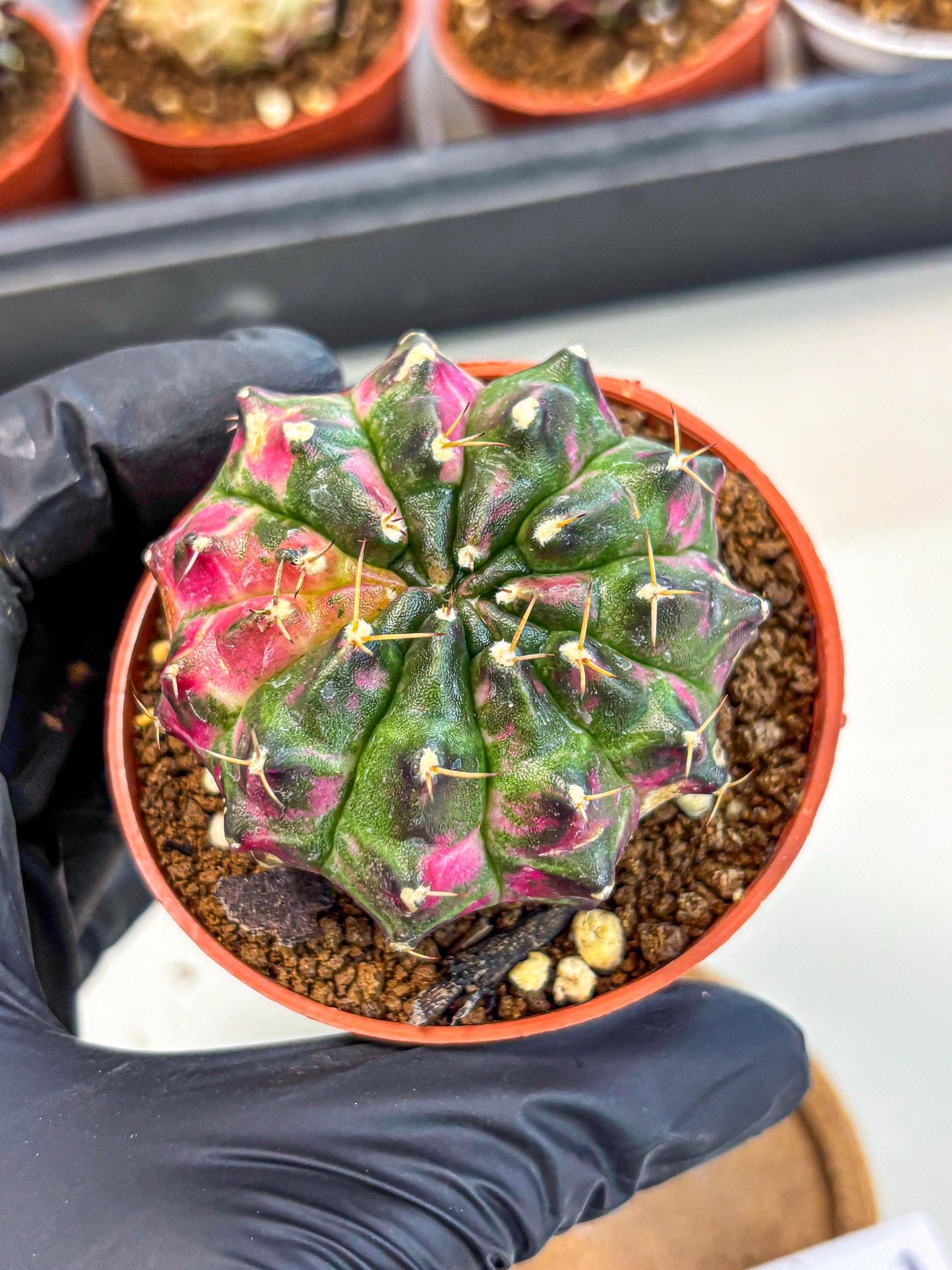 Gymnocalycium Neon (gy14) (p7) | Variegated cactus