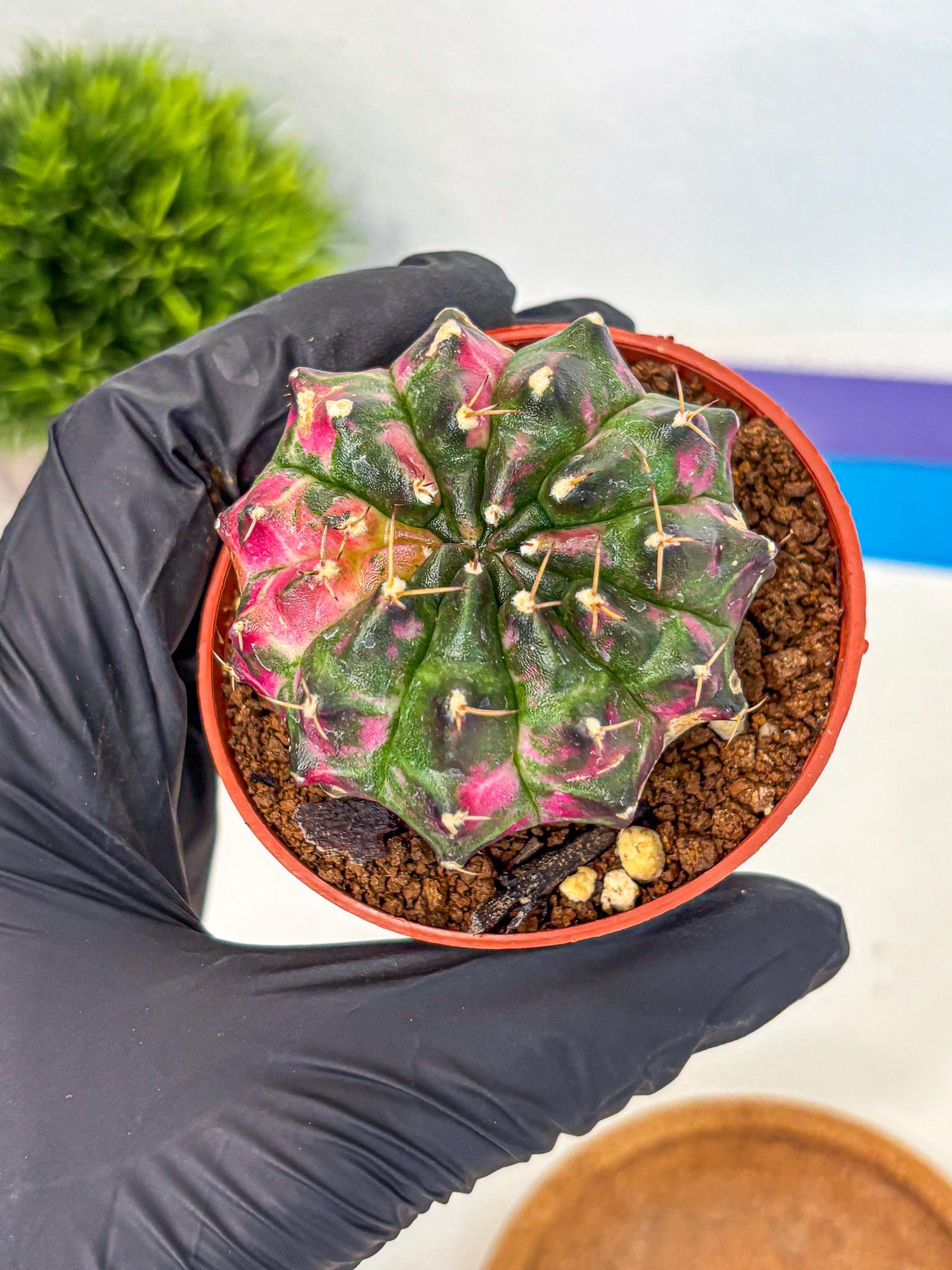 Gymnocalycium Neon (gy14) (p7) | Variegated cactus