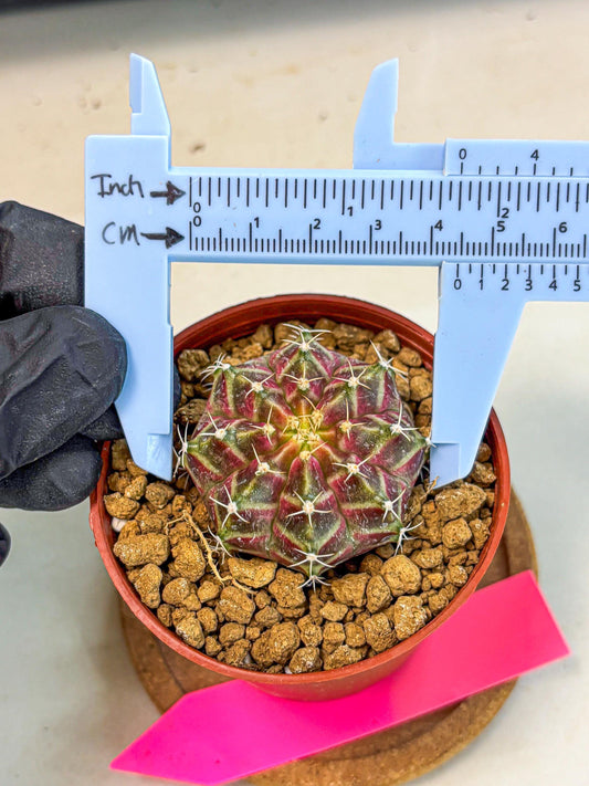 Gymnocalycium Neon (gy14) (pp) | Variegated cactus